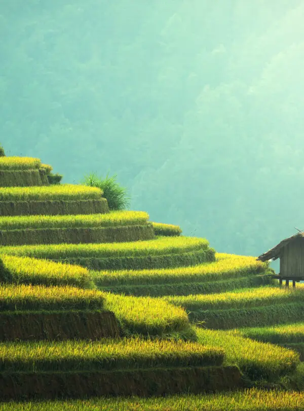 Vietnam,Rice,Fields,On,Terraced,Of,Mu,Cang,Chai,,Yenbai,