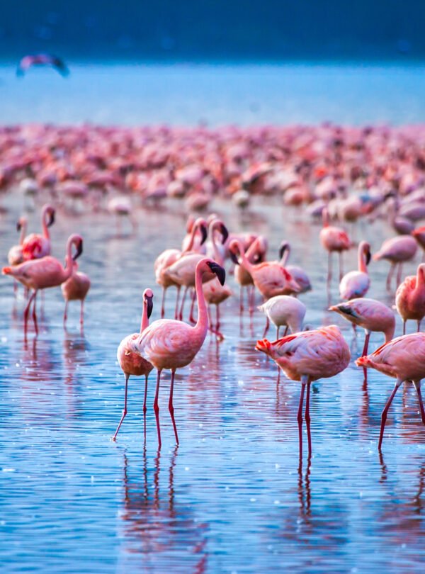 Africa.,Kenya.,Lake,Nakuru.,Flamingo.,Flock,Of,Flamingos.,The,Nature