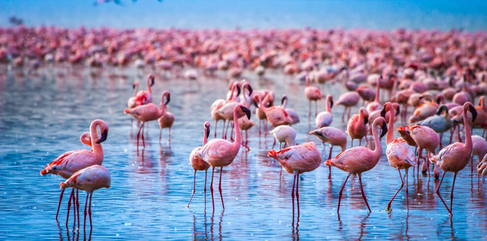Africa.,Kenya.,Lake,Nakuru.,Flamingo.,Flock,Of,Flamingos.,The,Nature