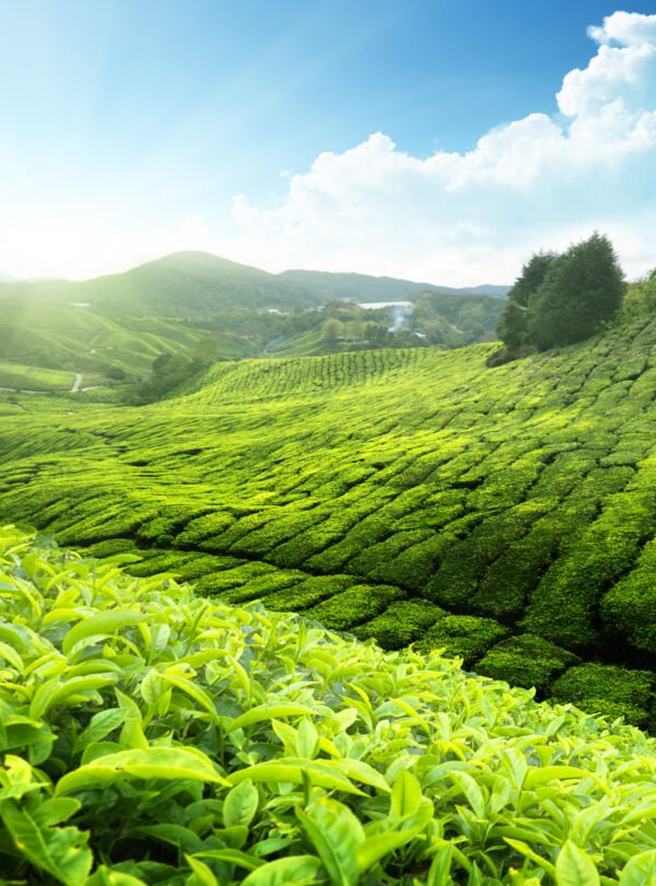Malaysia_Tea plantation88957477