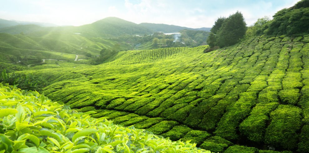Malaysia_Tea plantation88957477