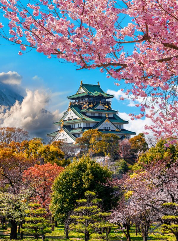 Osaka,Castle,And,Full,Cherry,Blossom,,With,Fuji,Mountain,Background,