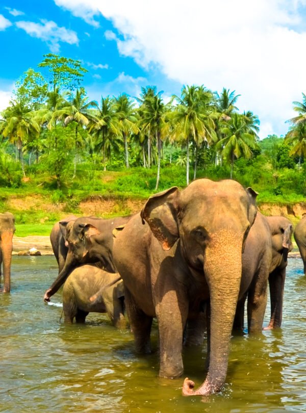 srilanka_Kandy_Elephent